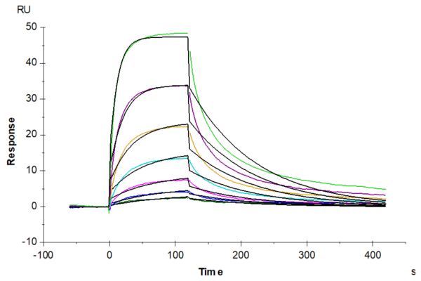 SPR with Biotinylated Cynomolgus IFN alpha/beta R2 Protein 5000