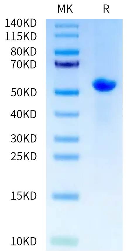 SDS-PAGE gel of Biotinylated Human Peptide Ready HLA-B*07:02&B2M Monome 5001