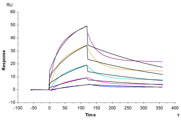 SPR with Biotinylated Cynomolgus Alkaline Phosphatase (Placental type)  5011