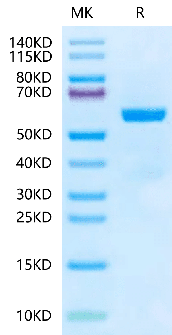 SDS-PAGE gel of Mouse Qa-1b&B2M&Qdm (AMAPRTLLL) Monomer Protein 5033