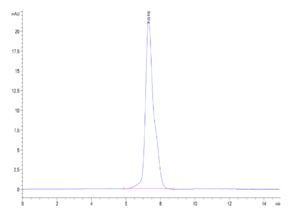 HPLC of Human TNFR2/CD120b/TNFRSF1B Protein 5045