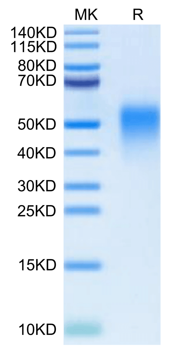 SDS-PAGE gel of Cynomolgus/Rhesus macaque B7-H5/Gi24/VISTA Protein 5046