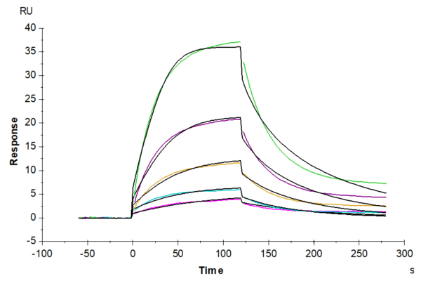 SPR with Cynomolgus CDH3/Cadherin 3 Protein 5048