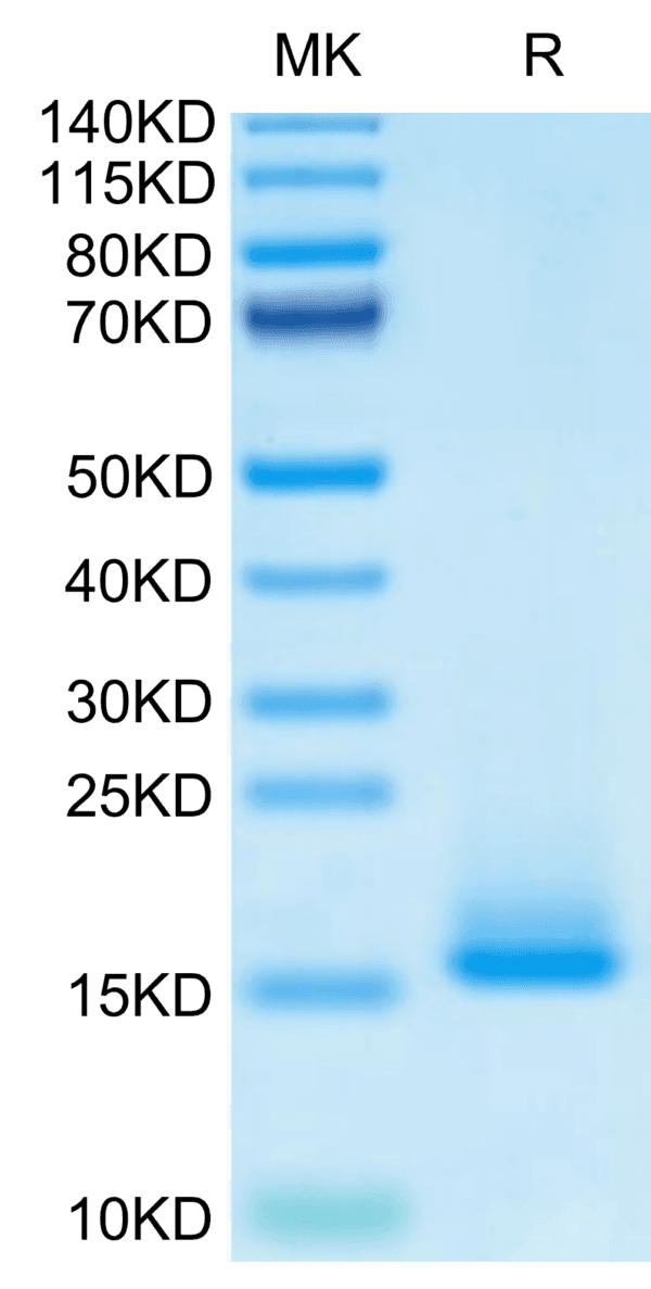 SDS-PAGE gel of Monkeypox virus A35R Protein 5059