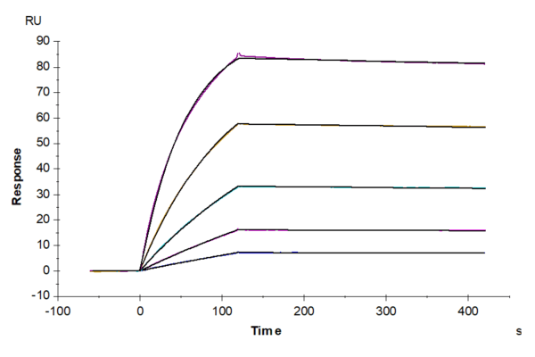 SPR with Cynomolgus TNFR1/CD120a/TNFRSF1A Protein 5065