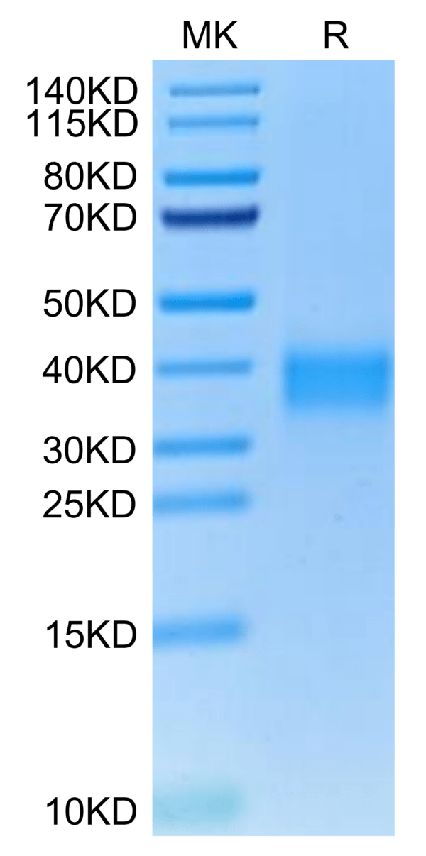 SDS-PAGE gel of Cynomolgus TNFR1/CD120a/TNFRSF1A Protein 5065