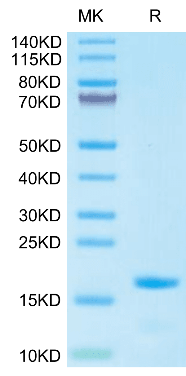 SDS-PAGE gel of Cynomolgus IL-3 Protein 5066