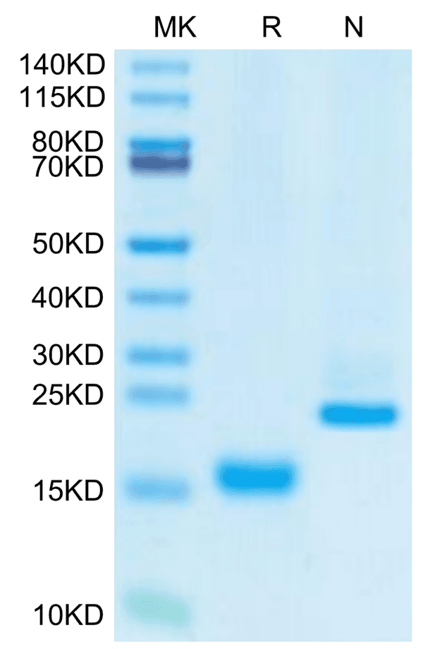 SDS-PAGE gel of Canine GDF15 Protein 5069