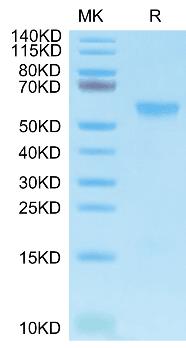 SDS-PAGE gel of Biotinylated Human APRIL/TNFSF13 Trimer Protein 5070