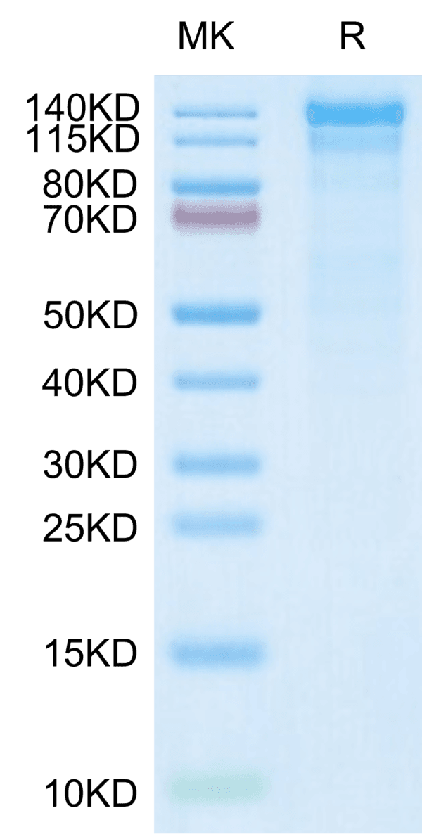 SDS-PAGE gel of Human Integrin alpha 10 beta 1 (ITGA10&ITGB1) Heterodim 5076