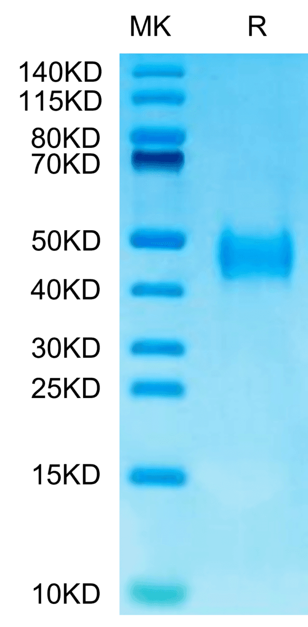 SDS-PAGE gel of Mouse B7-H3/CD276 Protein 5077