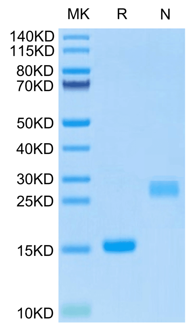 SDS-PAGE gel of Mouse GDF15 Protein 5088