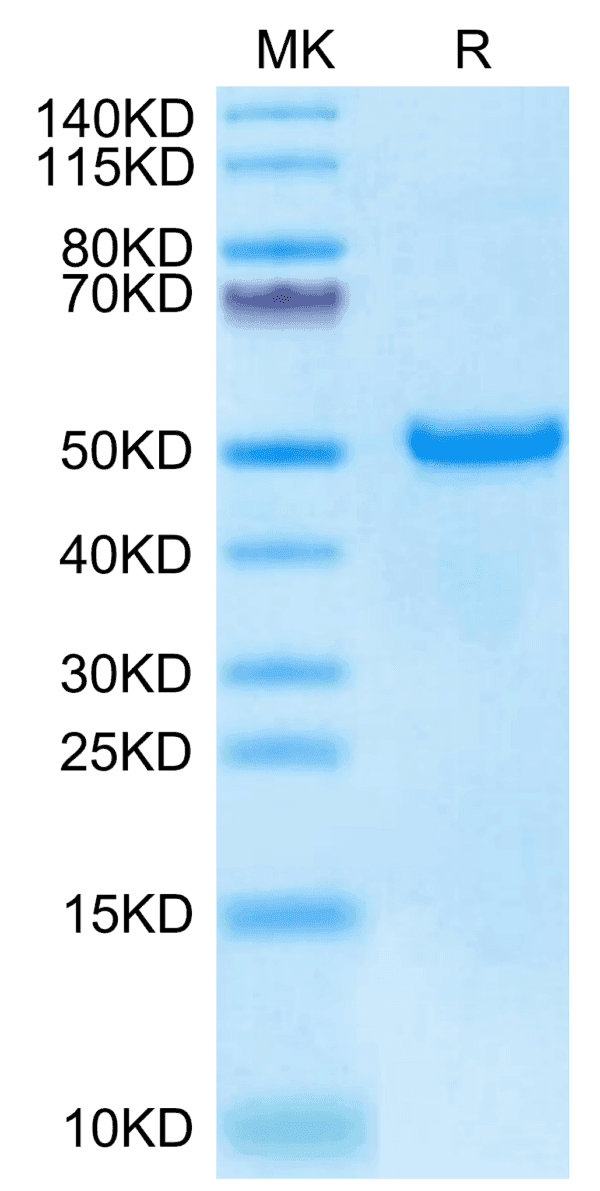 SDS-PAGE gel of Biotinylated Human DKK1 C terminal Domain Protein 5091