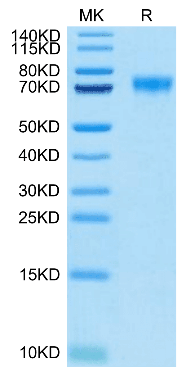 SDS-PAGE gel of Biotinylated Human Siglec-9 Protein 5092