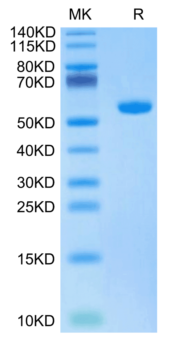 SDS-PAGE gel of Biotinylated Human HLA-A*02:01&B2M&HBV (FLLTRILTI) Mono 5096