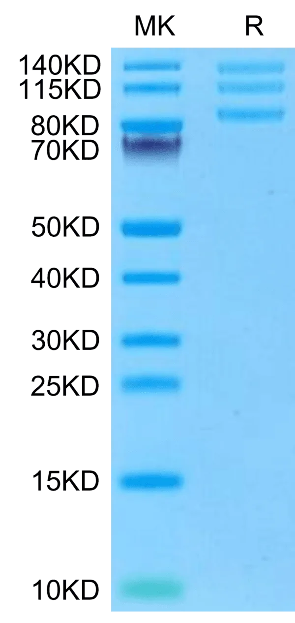 SDS-PAGE gel of Rhesus macaque Integrin alpha V beta 8 (ITGAV&ITGB8) He 5105