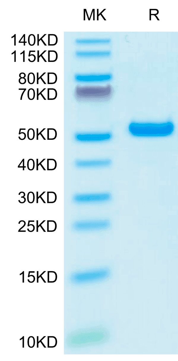 SDS-PAGE gel of Biotinylated Human HLA-A*02:01&B2M&NY-ESO-1 (SLLMWITQV) 5106