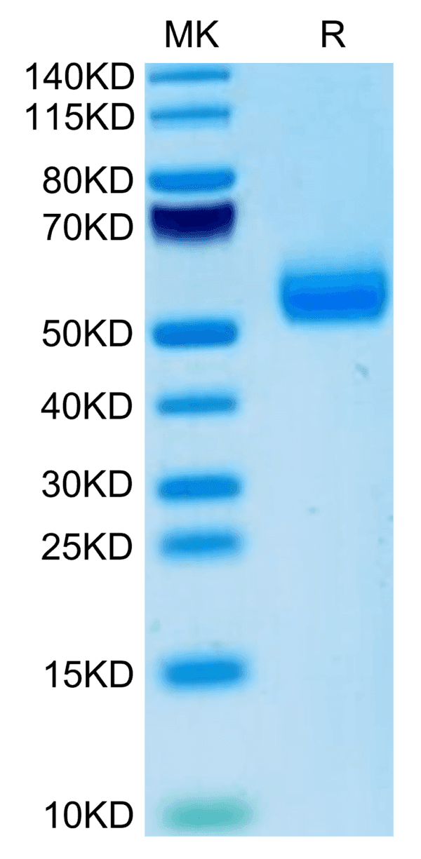 SDS-PAGE gel of Mouse IgE Protein 5109