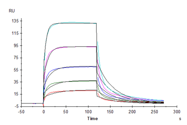 SPR with Mouse Fc gamma RIV/CD16-2 Protein 5119