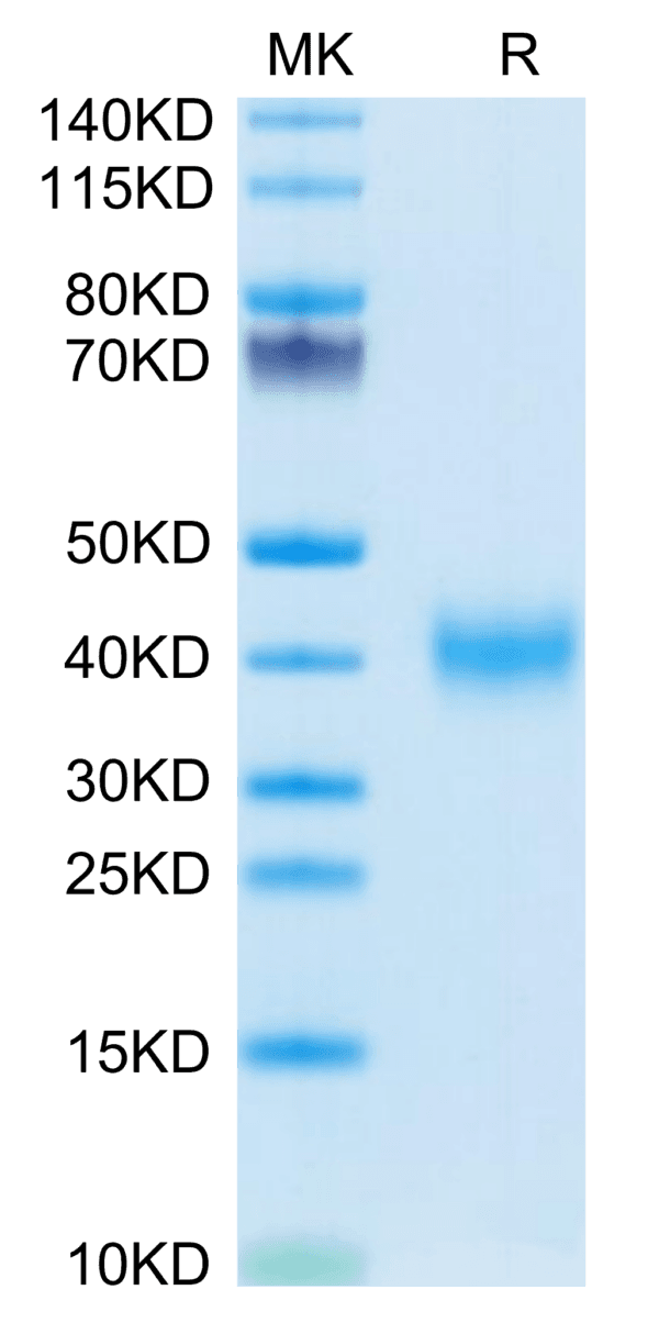 SDS-PAGE gel of Mouse CLEC10A Protein 5121