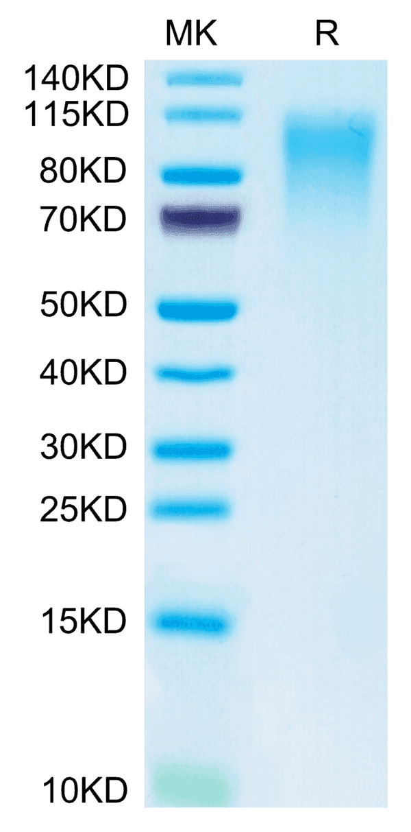SDS-PAGE gel of Mouse CD164 Protein 5128