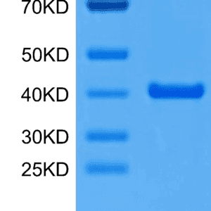 SDS-PAGE gel of Mouse ANXA2 Protein 5131