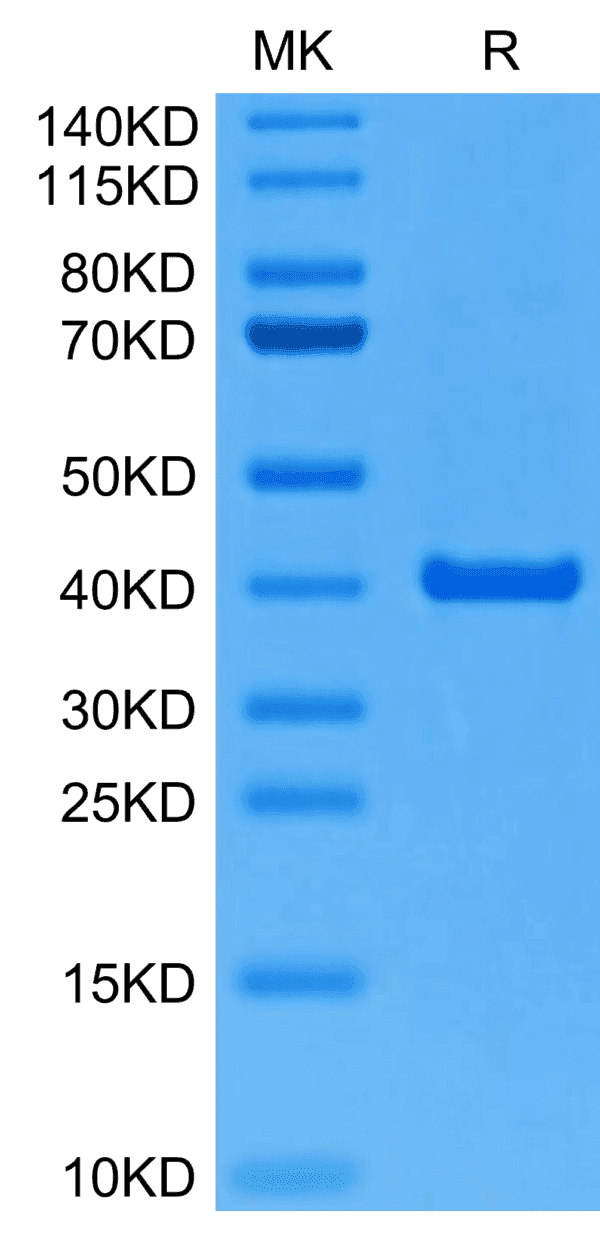 SDS-PAGE gel of Mouse ANXA2 Protein 5131