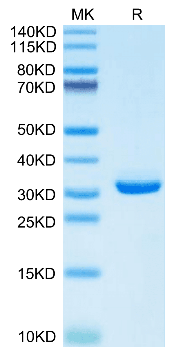 SDS-PAGE gel of Mouse APOE/Apolipoprotein E Protein 5136