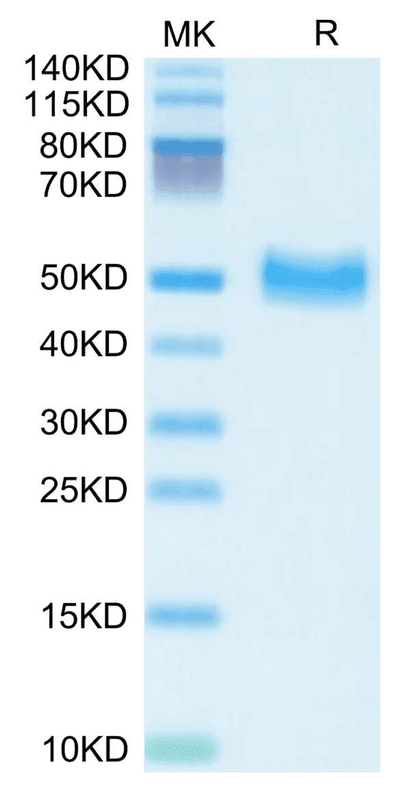 SDS-PAGE gel of Mouse Serpin F1/PEDF Protein 5137