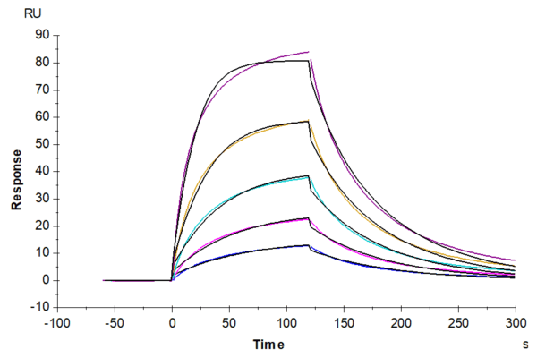 SPR with Mouse FGF21 Protein 5150