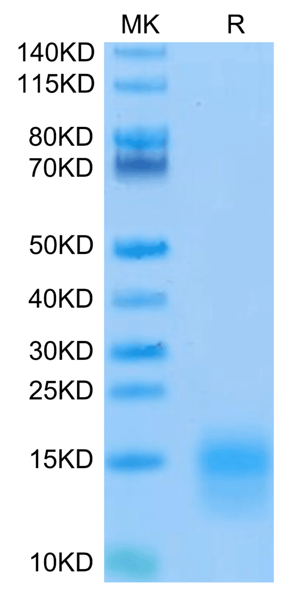 SDS-PAGE gel of Biotinylated Mouse BCMA/TNFRSF17 Protein 5167