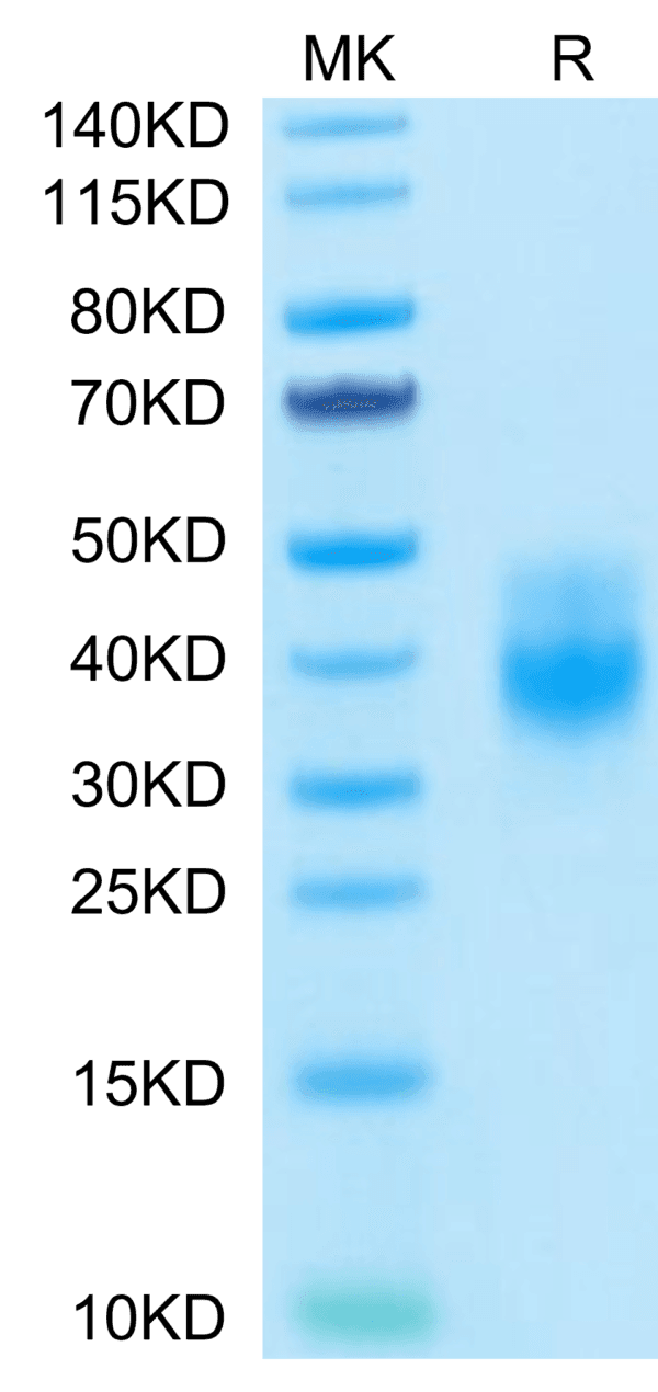 SDS-PAGE gel of Biotinylated Human NKG2A&CD94 Protein 5176