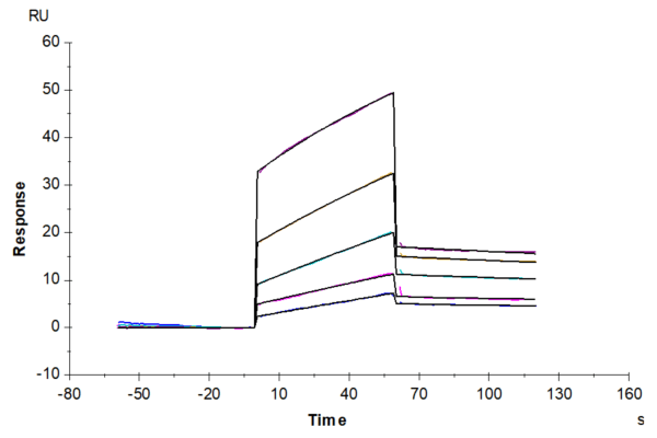 SPR with Human ANGPTL2/Angiopoietin-like 2 Protein 5177