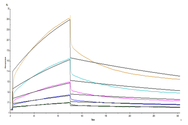 SPR with Human SIRP alpha/CD172a Protein 5184