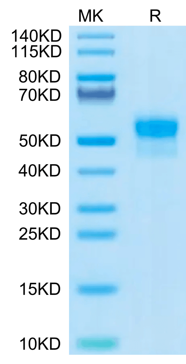 SDS-PAGE gel of Human SIRP alpha/CD172a Protein 5184