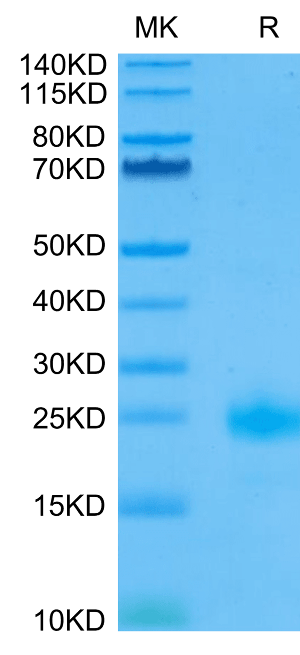 SDS-PAGE gel of Biotinylated Human IL-4 Protein 5186