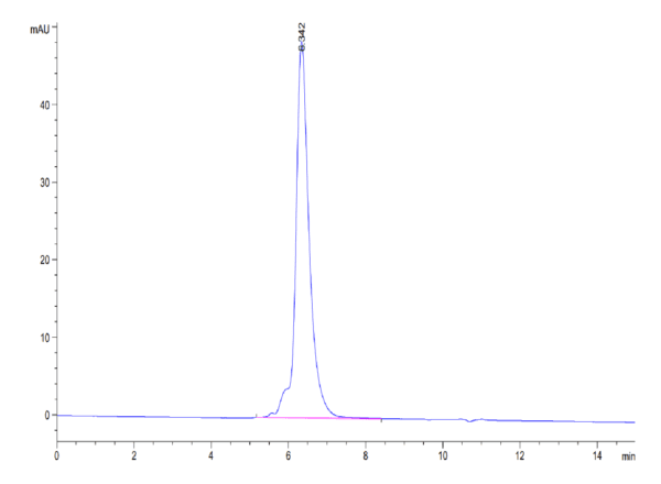 HPLC of Biotinylated Human MMP-9 Protein 5202