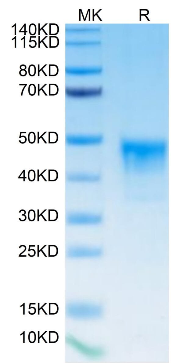 SDS-PAGE gel of Biotinylated Human MSLN/Mesothelin Protein 5204