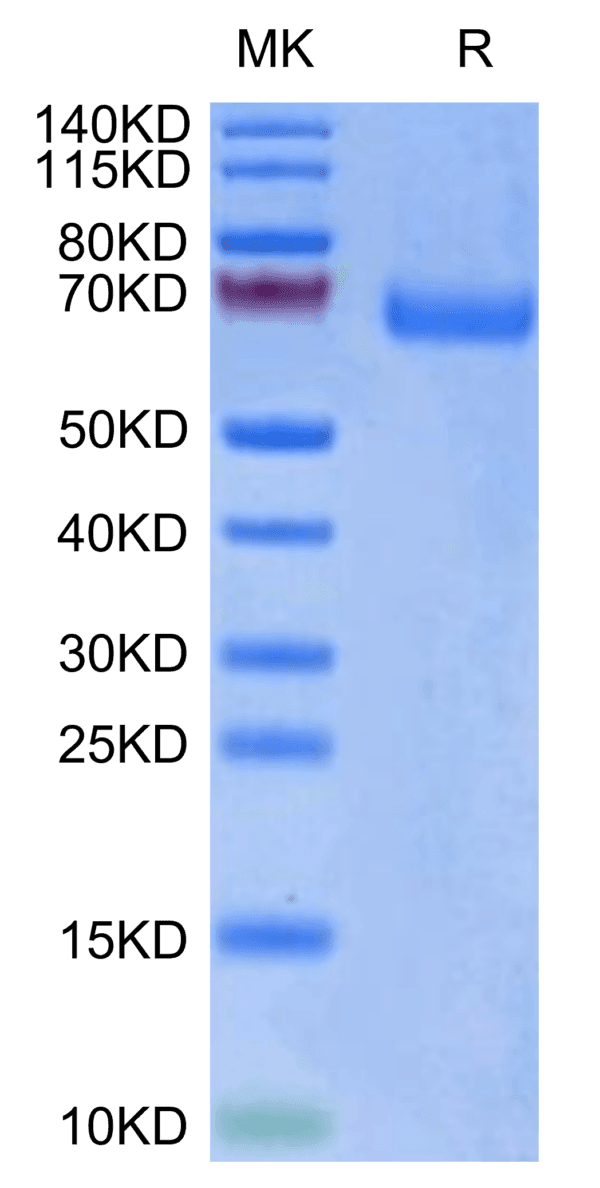 SDS-PAGE gel of Biotinylated Human LILRA3/CD85e Protein 5255