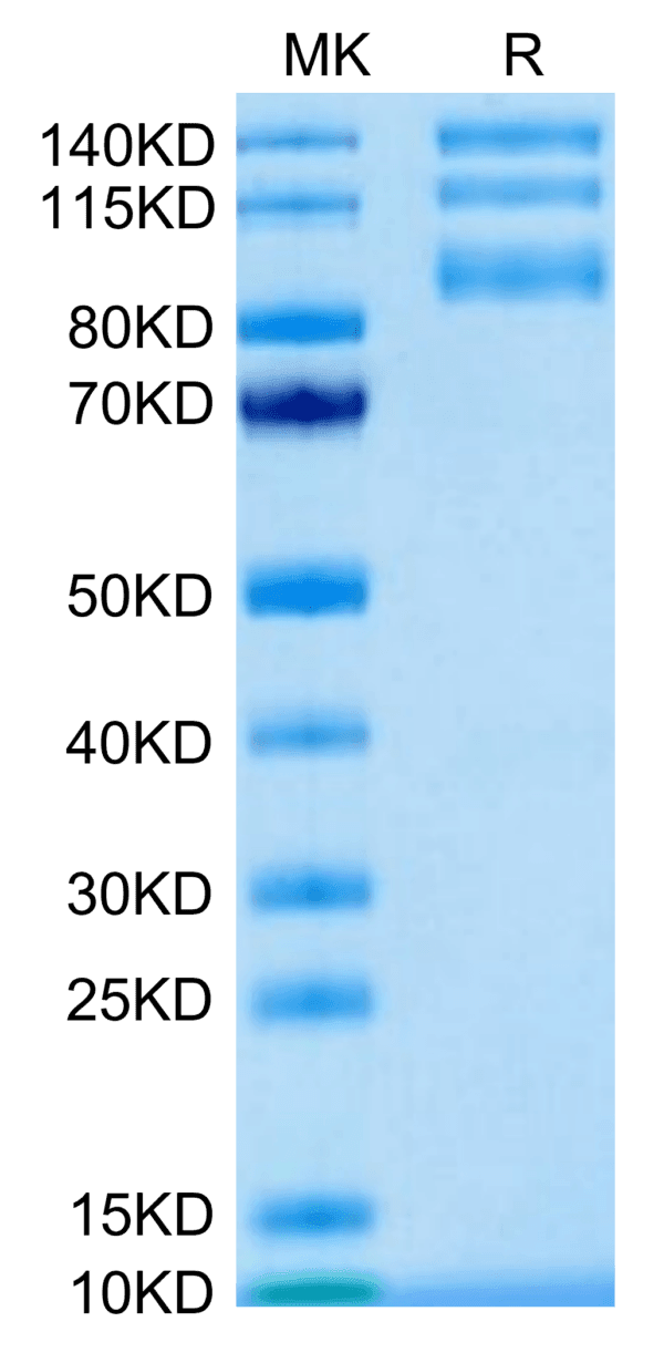 SDS-PAGE gel of Biotinylated Human Integrin alpha V beta 5 (ITGAV&ITGB5 5258