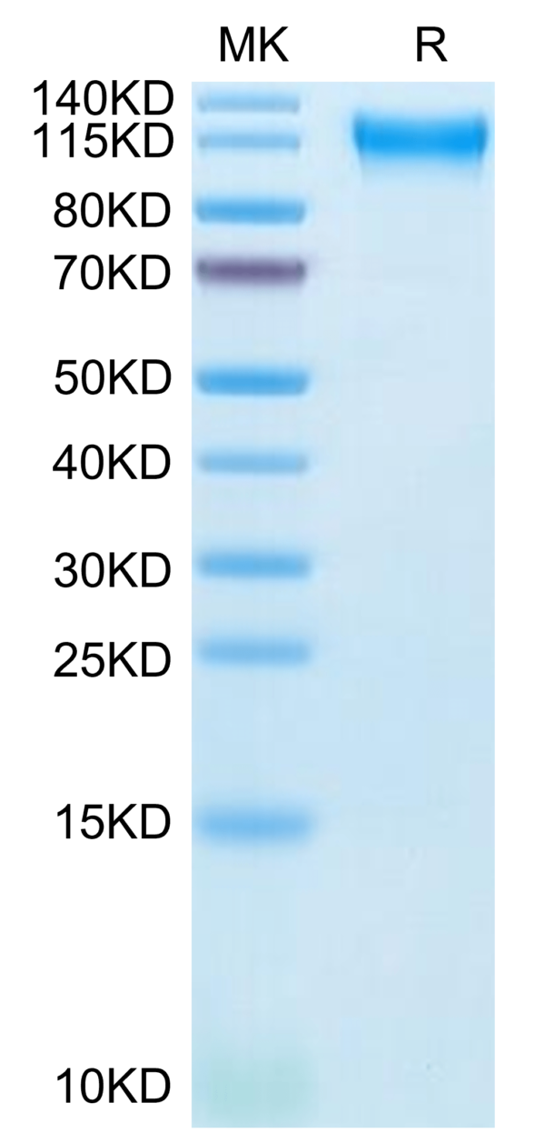 SDS-PAGE gel of Cynomolgus Semaphorin 4D/SEMA4D/CD100 Protein 5173