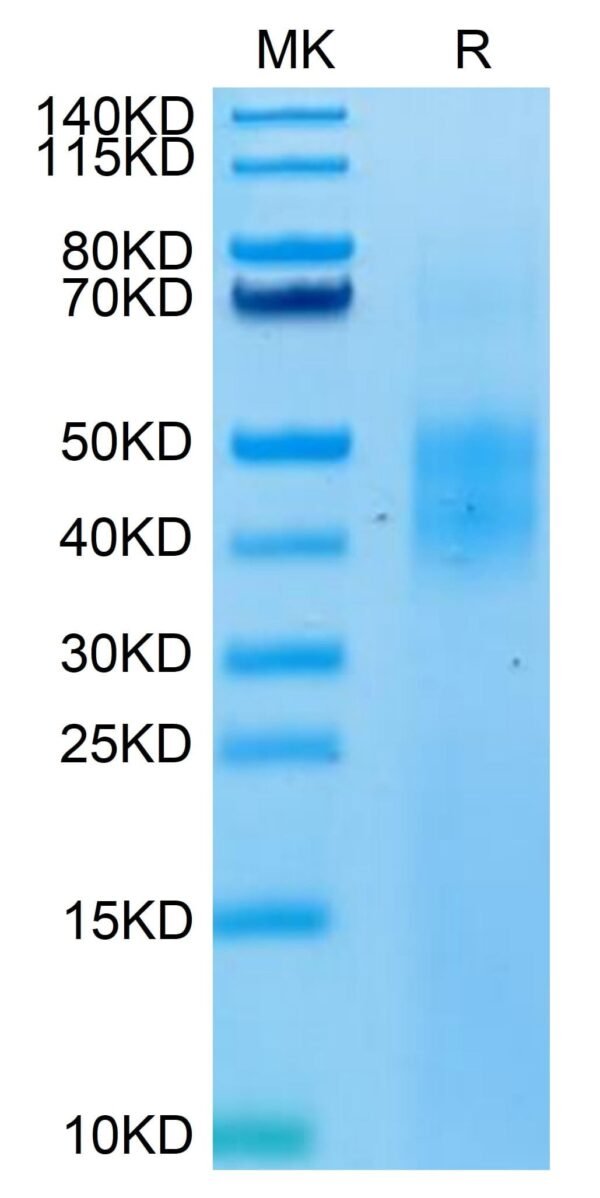 SDS-PAGE gel of Biotinylated Human NKG2A/CD159a Protein 4473