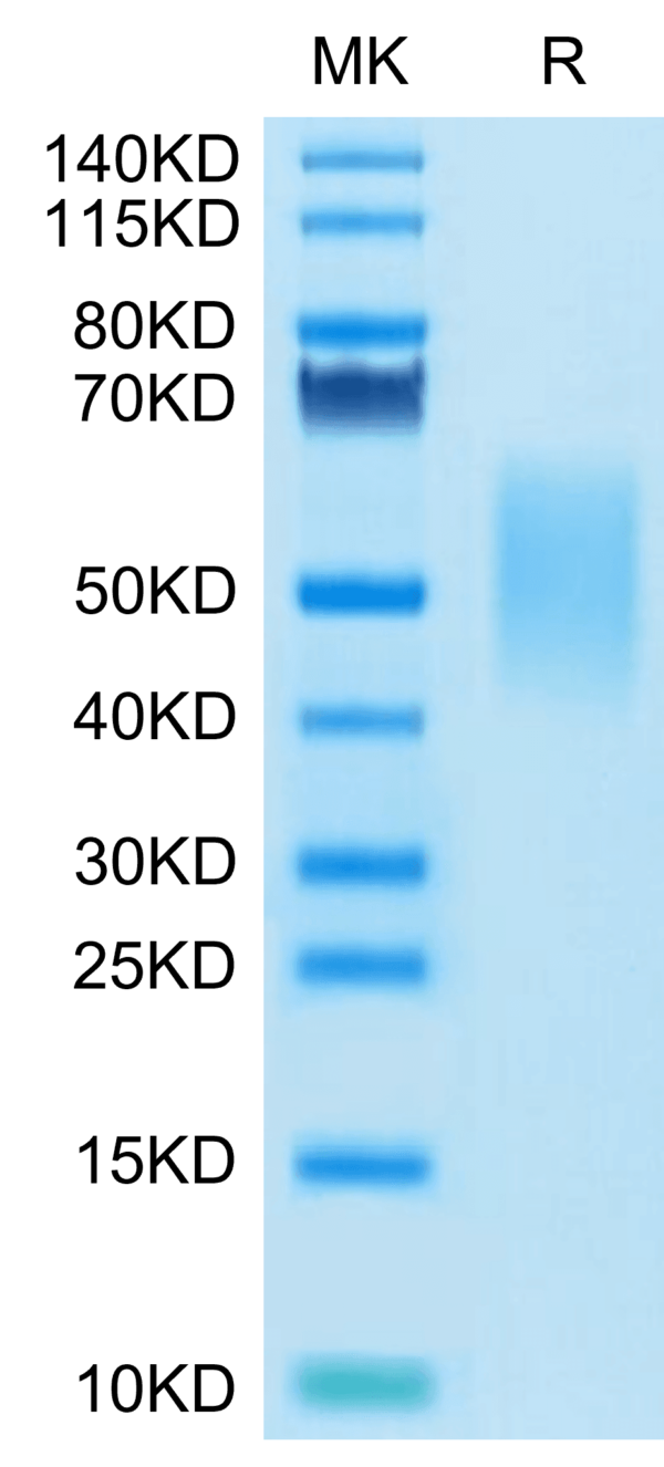 SDS-PAGE gel of Mouse Tim-3/HAVCR2 Protein 4472