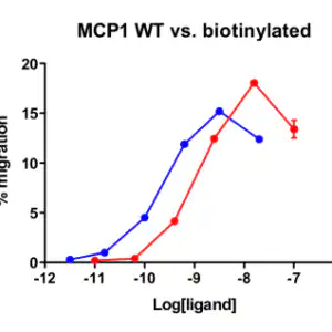 Migration Assay: Cells expressing recombinant CCR2 were assayed for migration through a transwell filter at various concentrations of MCP-1. Responses are expressed as the % of total input cells (Blue: wild type; Red: biotinylated). Activity: EC50 = 1.26nM determined by migration assay of THP-1 Cells