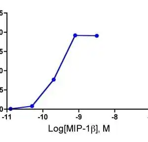 Migration Assay: Cells expressing recombinant CCR5 were assayed for migration through a transwell filter at various concentrations of MIP-1b. Responses are expressed as the % of total input cells.