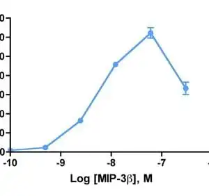 Migration Assay: Cells expressing recombinant CCR7 were assayed for migration through a transwell filter at various concentrations of MIP-3β. Responses are expressed as the % of total input cells.