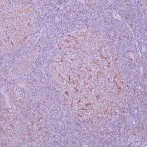 Immunohistochemistry (IHC) : Formalin-fixed, paraffin-embedded human tonsil stained with anti-CD205 antibody using peroxidase-conjugate and DAB chromogen. Note cytoplasmic staining of dendritic cells