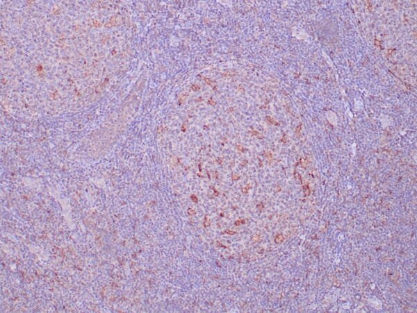 Immunohistochemistry (IHC) : Formalin-fixed, paraffin-embedded human tonsil stained with anti-CD205 antibody using peroxidase-conjugate and DAB chromogen. Note cytoplasmic staining of dendritic cells