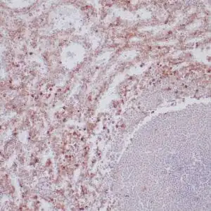 Immunohistochemistry (IHC) : Formalin-fixed, paraffin-embedded human spleen stained with anti-CD33 antibody using peroxidase-conjugate and DAB chromogen. Note cytoplasmic staining of myeloid cells