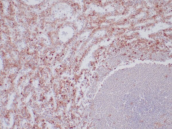 Immunohistochemistry (IHC) : Formalin-fixed, paraffin-embedded human spleen stained with anti-CD33 antibody using peroxidase-conjugate and DAB chromogen. Note cytoplasmic staining of myeloid cells